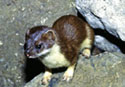 Mustela erminea